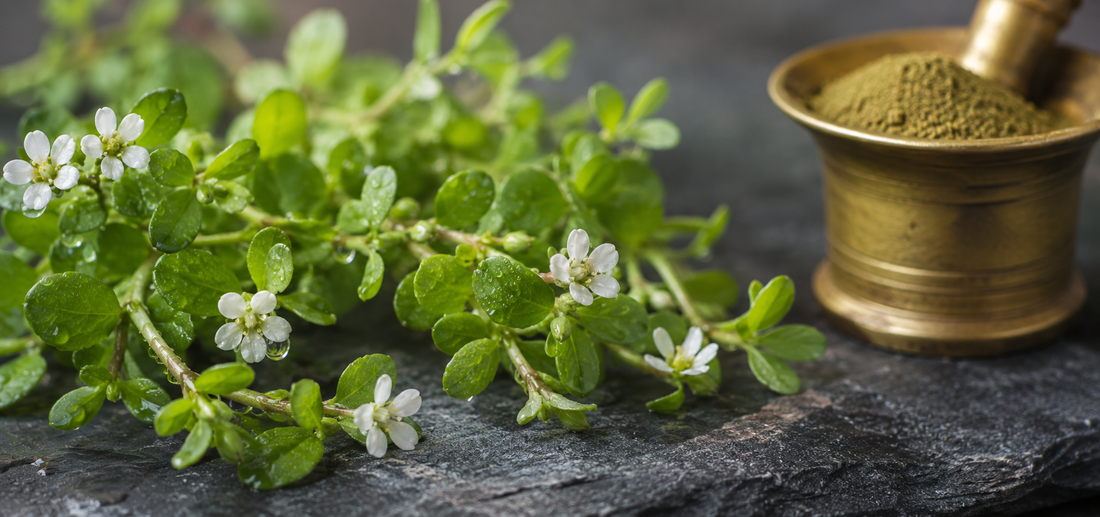 Fresh Bacopa monnieri (brahmi) stems with small white flowers in a shallow clay bowl of water